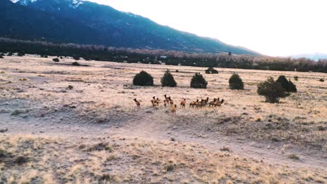 herd of elk in colorado mountain valley aerial shot 4k