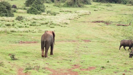 Vista-Posterior-Del-Elefante-Africano-Caminando-Sobre-Pastizales