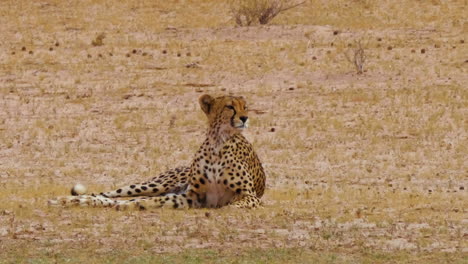 el guepardo del sudeste africano se lame los labios mientras observa a la presa en la distancia