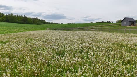 dandelion field in bloom: summer landscape with fluffy white seed heads