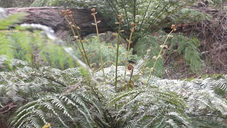 The-top-of-a-fern-and-the-young-sporangia-growing