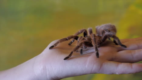 holding a brown tarantula in hand