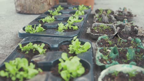 carrot and lettuce seedlings sprouting from trays jib shot