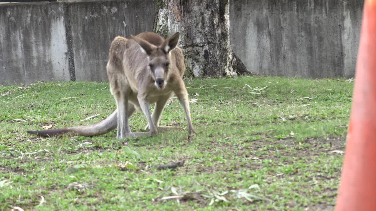 canguro australiano en cautiverio