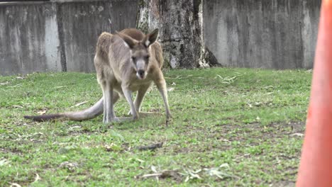 飼育下のオーストラリアのカンガルー