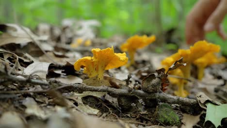 mano caucásica recogiendo deliciosos hongos rebozuelos en el bosque, poca profundidad de campo, estático, día
