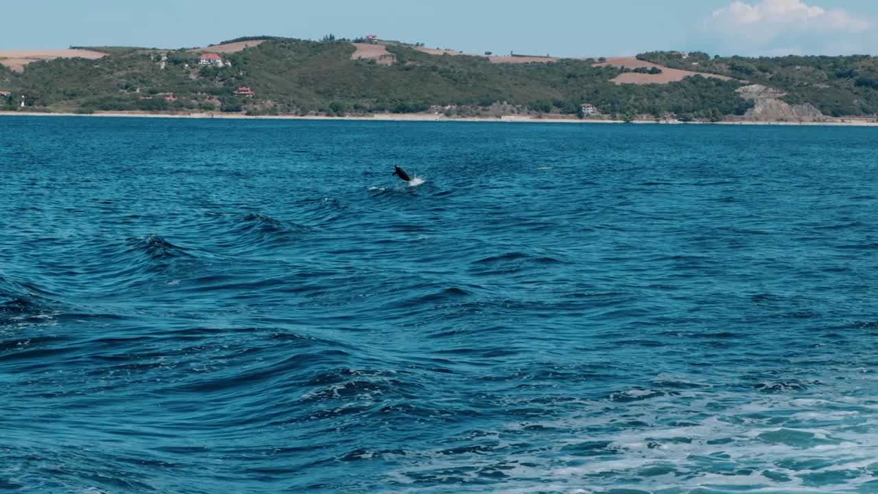 느린 동작으로 물 밖으로 점프 두 돌고래