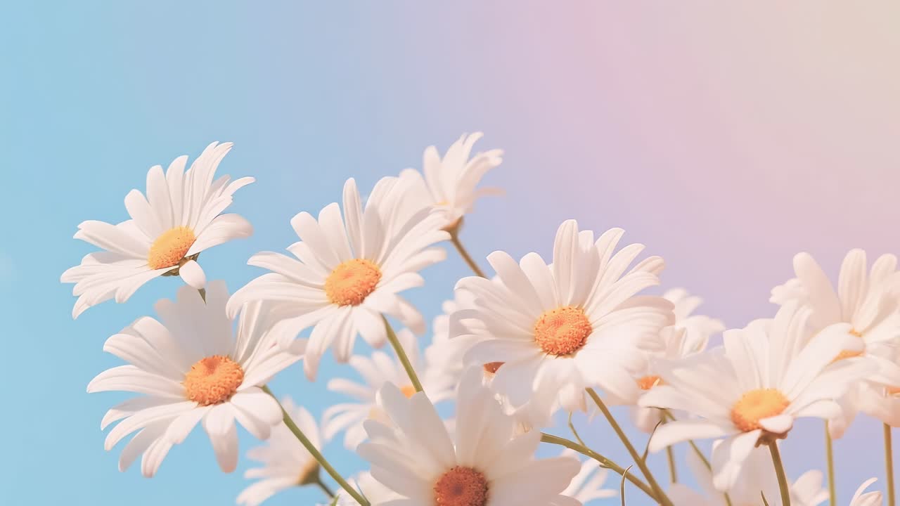 맑고 푸른 하늘을 배경으로 한 데이지의 로우 앵글 비디오, 고요하고 상쾌한 분위기를 포착