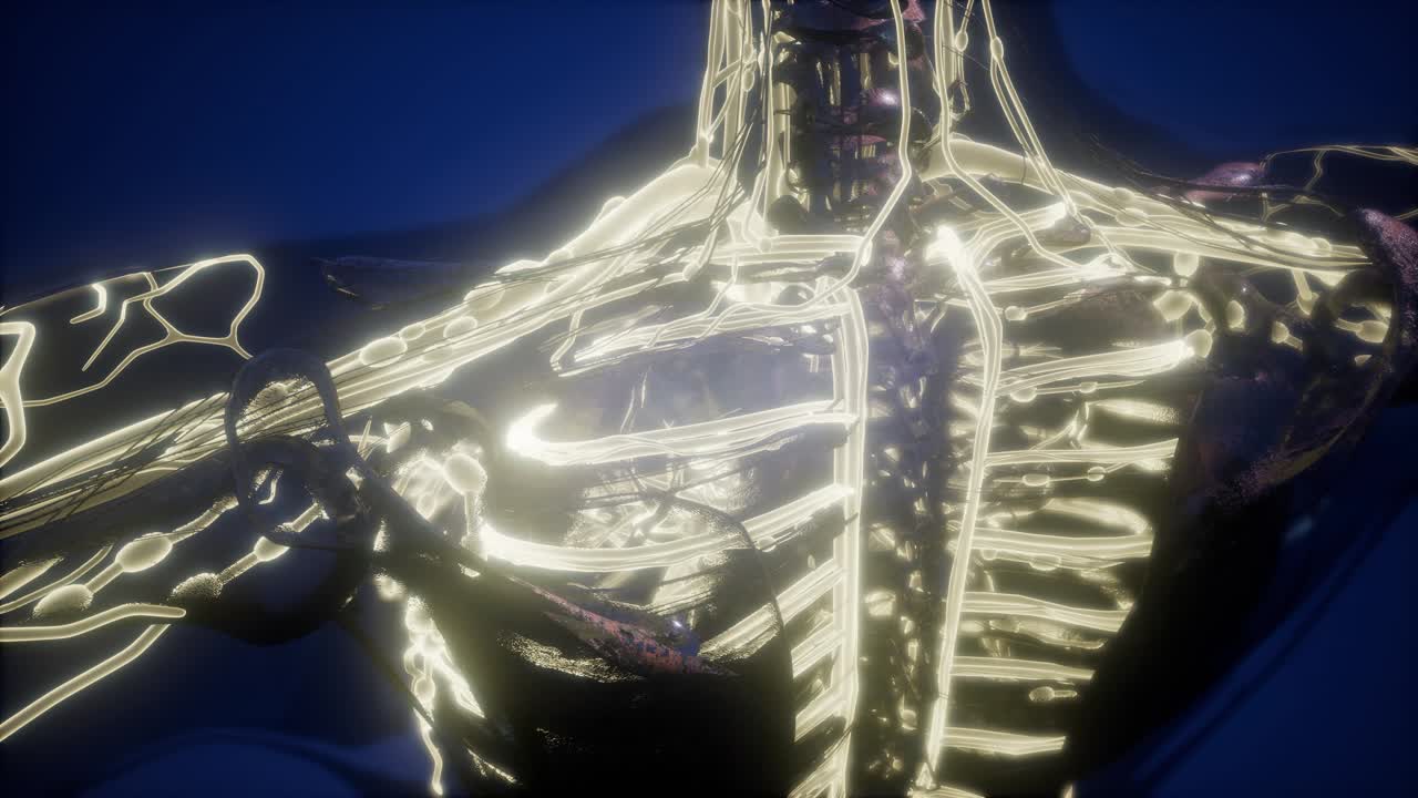 빛나는 혈관으로 된 인체