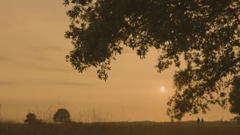 sunset through oak tree