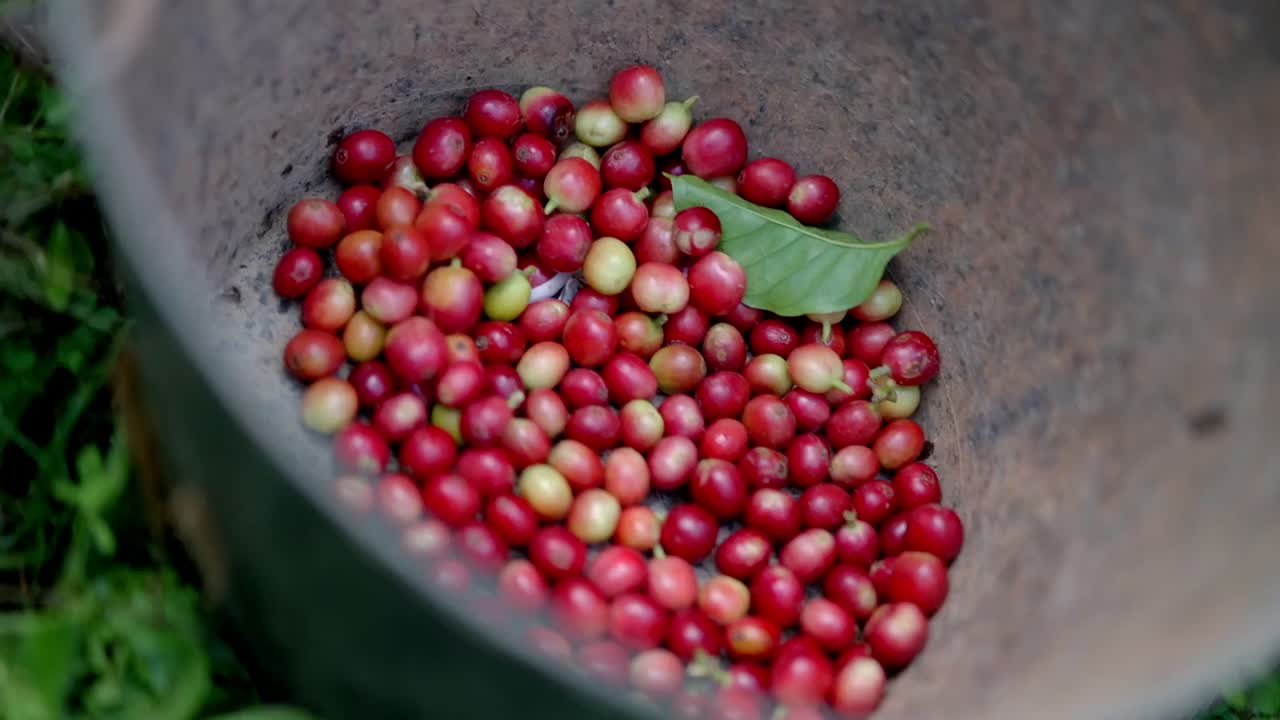 Close up view of Dropping exotic red coffee cherries in a pot during a harvest