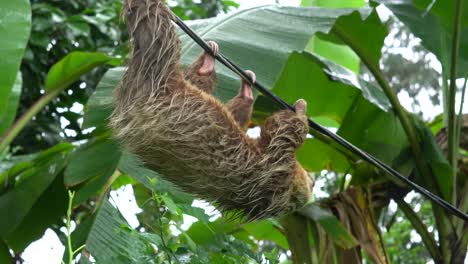 a lovely sloth , carefully moving on a rope, upside down