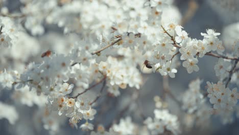 Beautiful-cherry-blossoms-are-shown-in-a-close-up-shot,-capturing-the-delicate-and-intricate-nature-of-each-petal