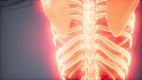 cuerpo humano transparente con huesos visibles