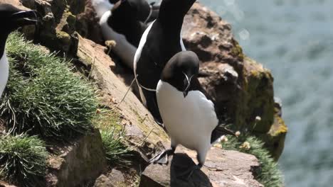 a close up of razorbills gathered on a fowlsheugh cliff edge