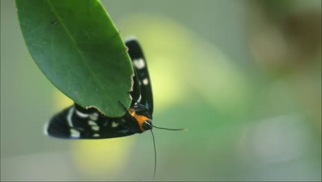 Schwarzer-Schmetterling,-Der-Auf-Einer-Zweigpflanze-Thront