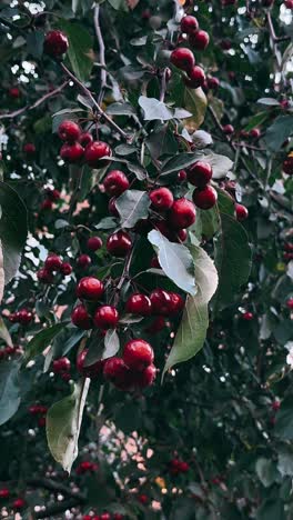 bayas rojas en un árbol