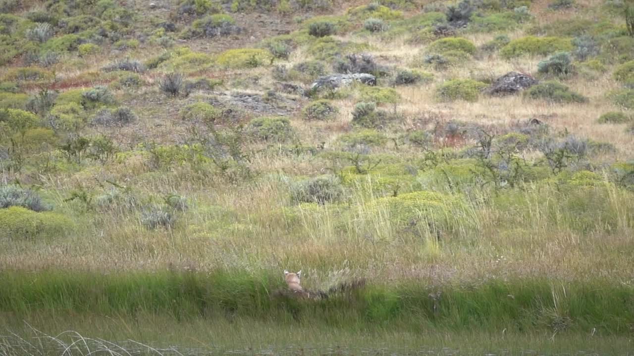 Bird of Prey protection her nest from lioness eating chicks.