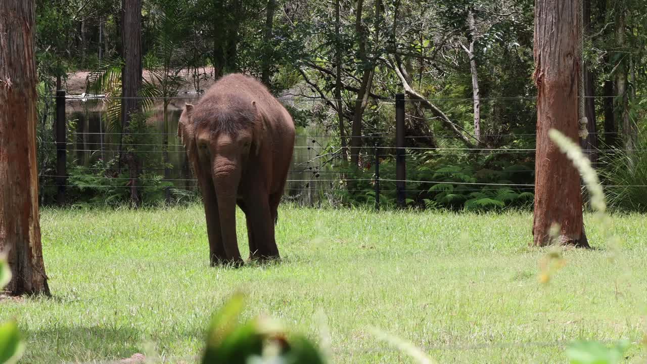 An elephant leisurely walks through a sunlit grassy area surrounded by trees.