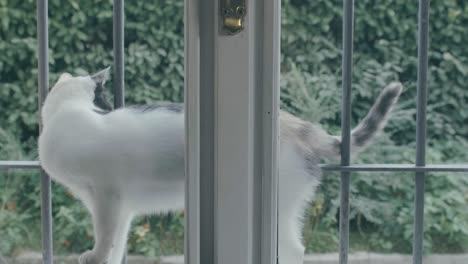 a white, gray and brown cat is on the outside window sill looking into the house terrified, he stands still and then moves his tail and rubs against the window frames