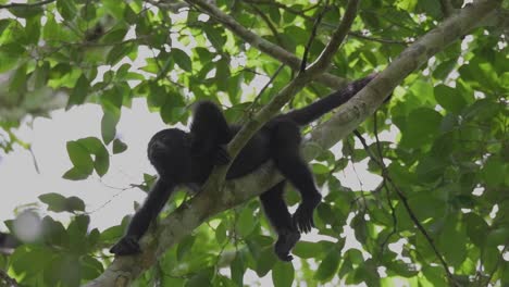 howler monkey relaxing in the canopy