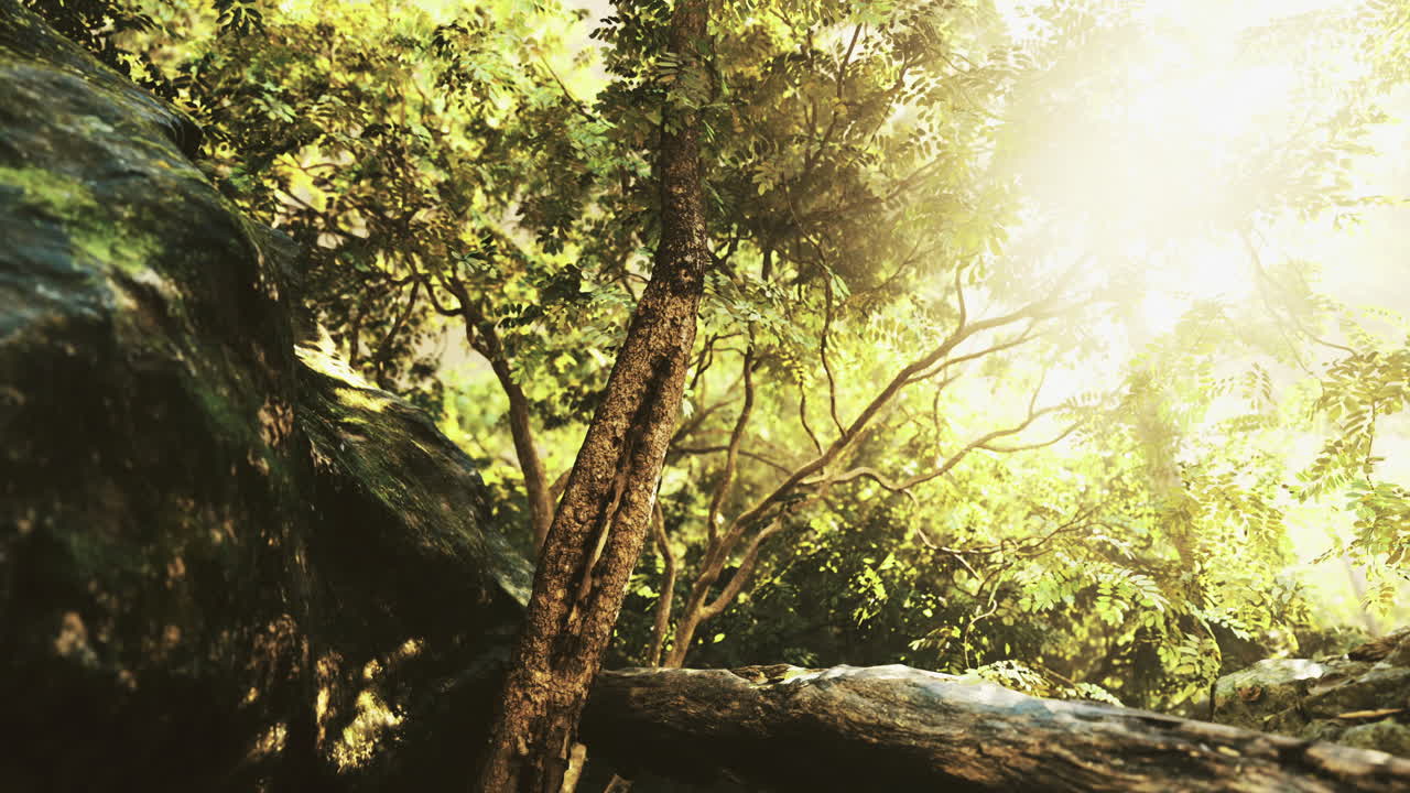 Sunlight filtering through lush green trees in a tranquil forest setting