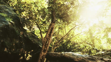 sunlight filtering through lush green trees in a tranquil forest setting