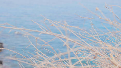 transition de mise au point en douceur de l'herbe sèche à la mer