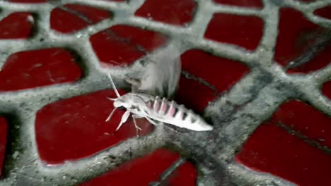 una polilla herida intenta volar