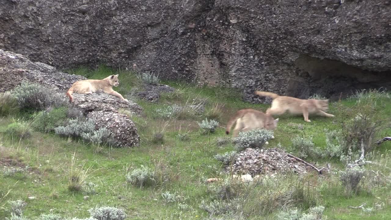 Cuatro adorables cachorros de puma jugando y dos persiguiéndose fuera de cuadro - Plano general
