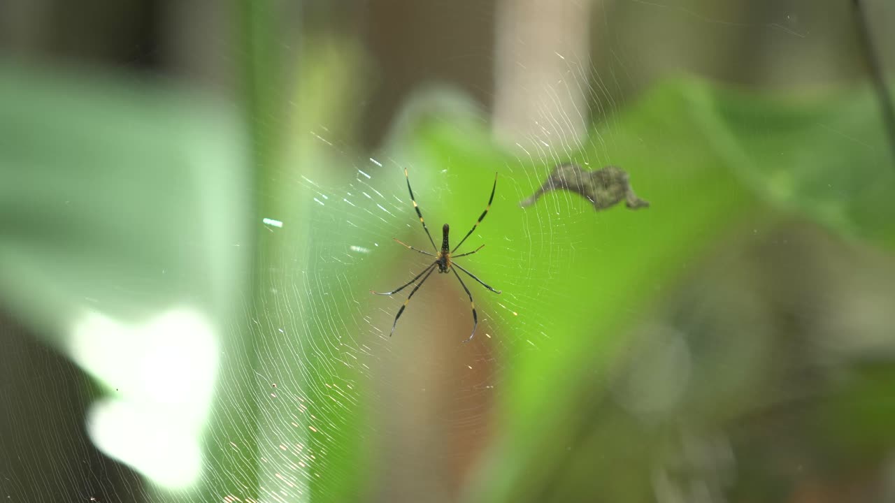 The spider sits on its web waiting for prey.
