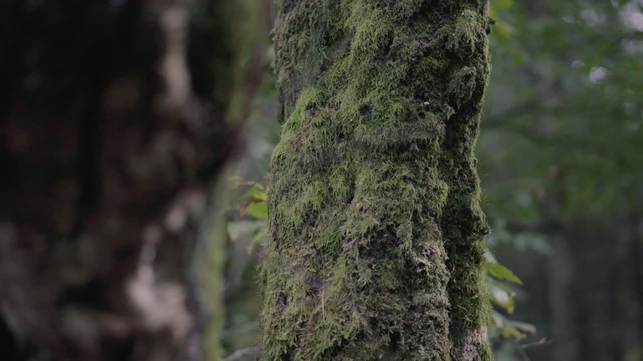 An autumnal forest in North West England with yellow leaves and trees