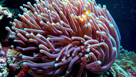 vibrant underwater anemone and marine life