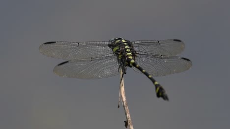 the common flangetail dragonfly is commonly seen in thailand and asia