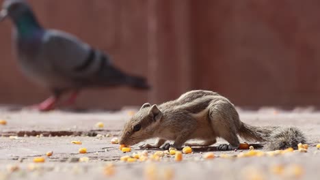 Indisches-Palmhörnchen-Oder-Dreistreifen-Palmhörnchen-(Funambulus-Palmarum)-Ist-Eine-Nagetierart-Aus-Der-Familie-Der-Sciuridae,-Die-Natürlicherweise-In-Indien-(südlich-Der-Vindhyas)-Und-Sri-Lanka-Vorkommt.