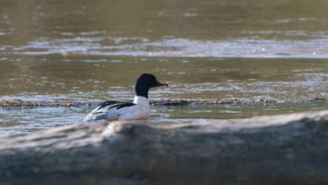 common merganser male swimming in river and diving