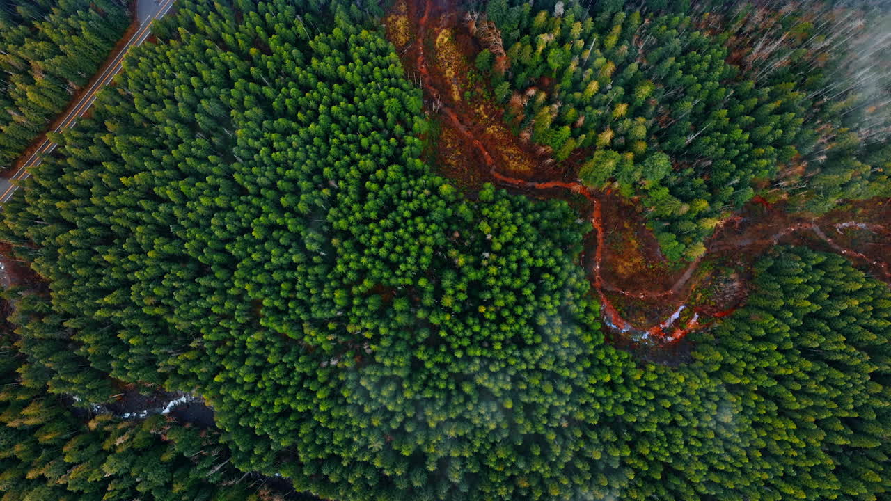 Flight above the pine tree tops growing in the woods of Mount Rainer national Park, Washington State, the USA. Wavy river and tourist trails cross the landscape.
