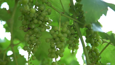 racimos de uvas verdes en viña