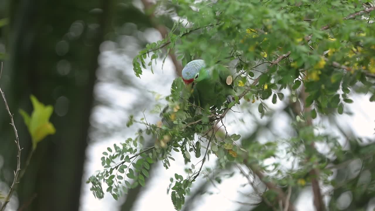 빨간색  ⁇ 무새 가 아카시아 나무 에 서서 그 열매 를 먹고 있다