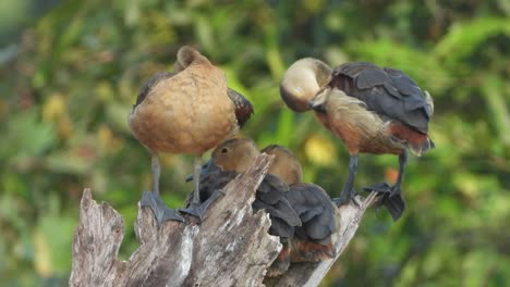 Pfeifende-Entenküken,-Die-Auf-Dem-Baum-Chillen