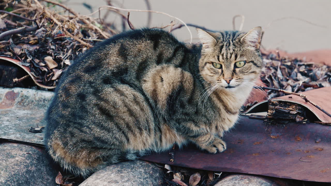 Portræt af en langhåret, fluffy tabbykat, der hviler sig udendørs og ser opmærksomt mod kameraet