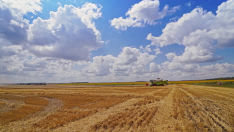 Wheat field under blue sky in sunny summer day. Natural landscape of field after harvesting. Combine harvester working far away outdoors.