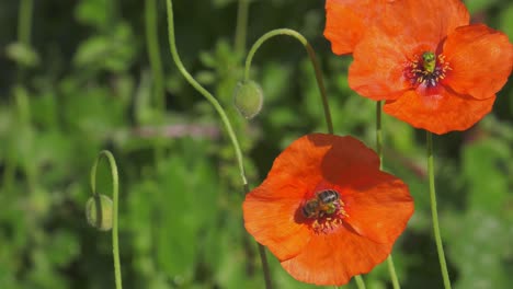 Abeja-En-Amapola-En-Pradera-Soleada