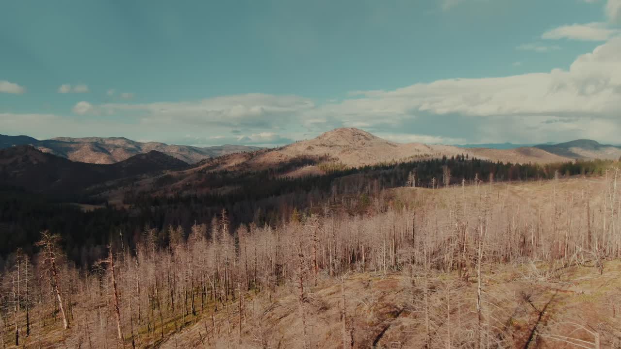 dolly del bosque quemado aéreo de 4k en + foque arriba