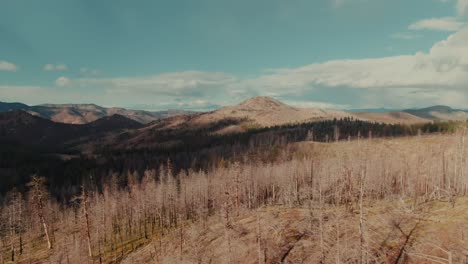 4K-Luftwagen-Aus-Verbranntem-Wald-Im-Ausleger-Nach-Oben