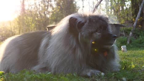 a happy keeshond dog lies on a green meadow and eats white bread