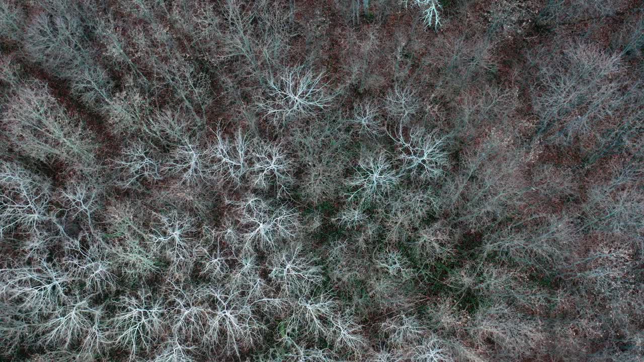 Bird's-eye view of a forest in winter, with tree branches moving slowly