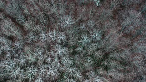 Bird's-eye-view-of-a-forest-in-winter,-with-tree-branches-moving-slowly