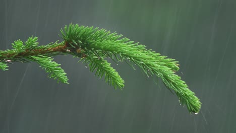 close up of a spruce branch in a rainstorm