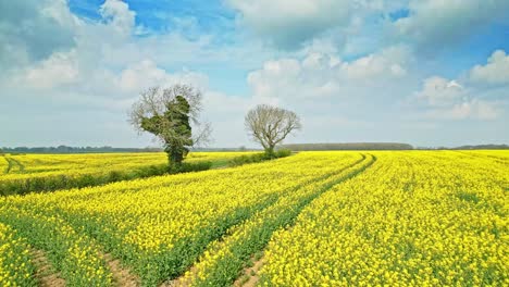 Wunderschöne-Filmische-Aufnahmen-Einer-Gelben-Rapsernte-In-Zeitlupe-Mit-Bäumen-Und-Einer-Landstraße-In-Der-Ferne,-Aufgenommen-Von-Einer-Drohne